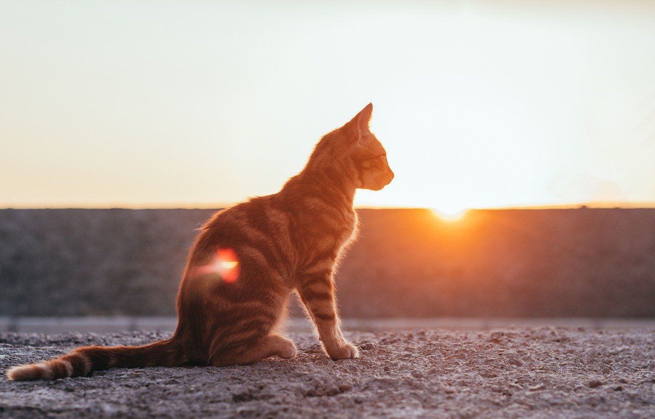 猫の繰り返す血尿・嘔吐は膀胱炎じゃなく膵炎・胃腸炎が原因だった！